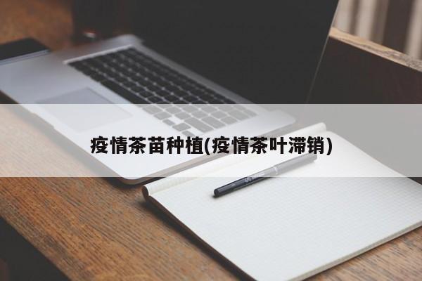 疫情茶苗种植(疫情茶叶滞销)